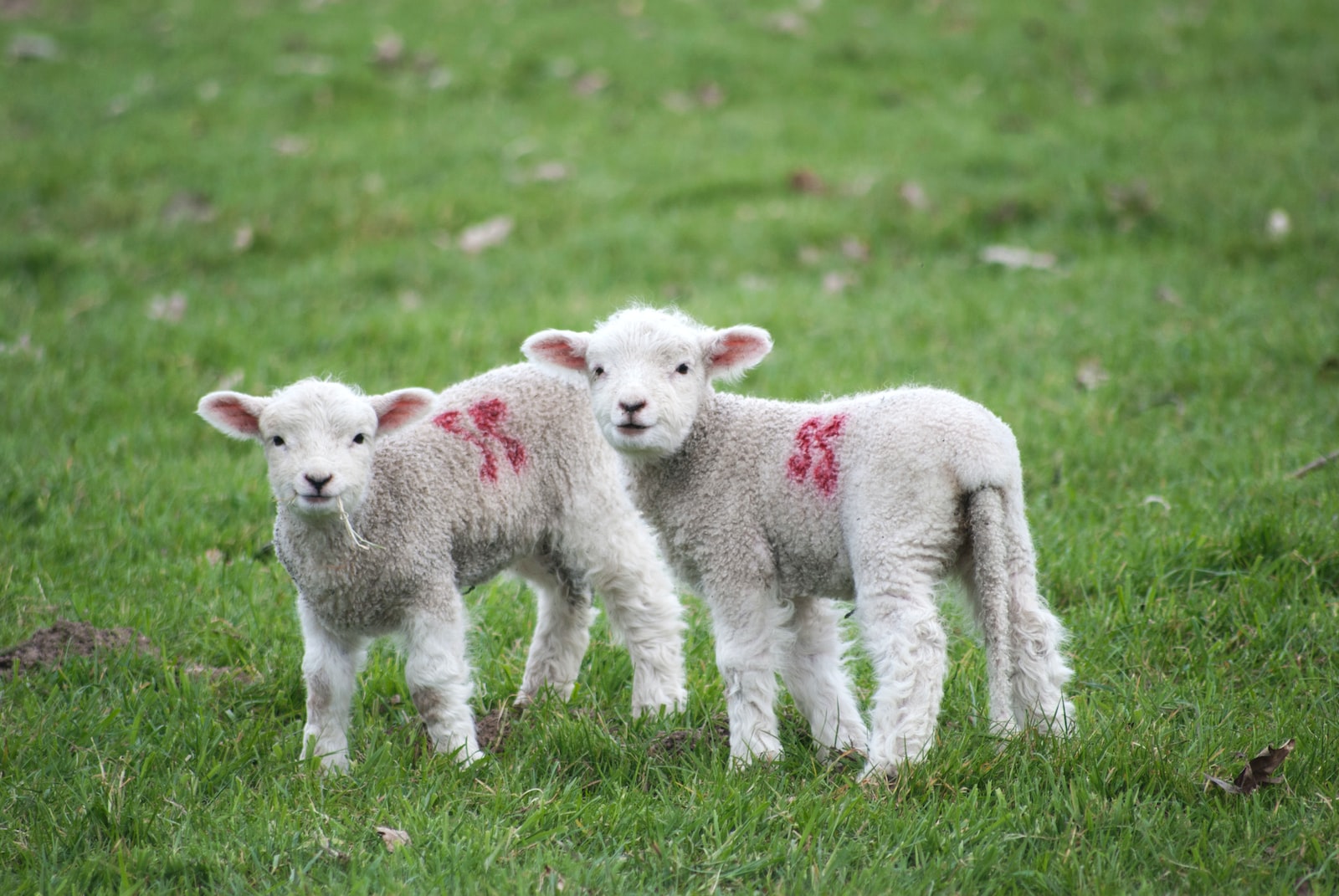 two white-and-red sheeps